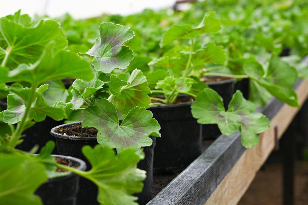 Small pelargonium, geranium plants ready for planting or selling, close up.