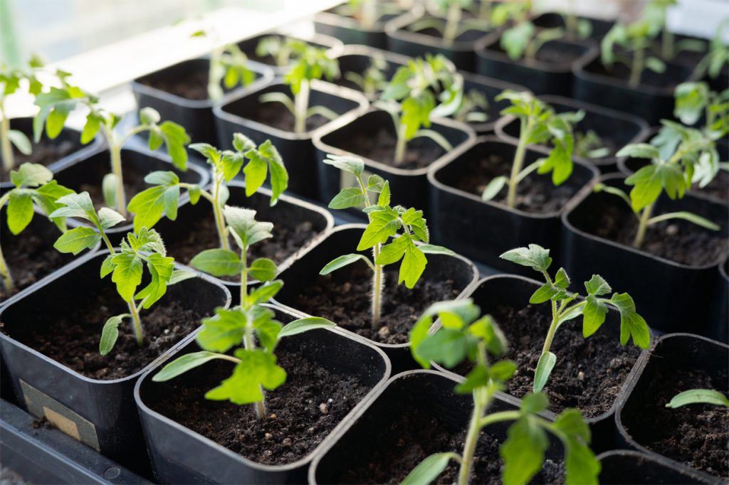 Vibrant green tomato seedlings in small black pots in sunlit greenhouse.