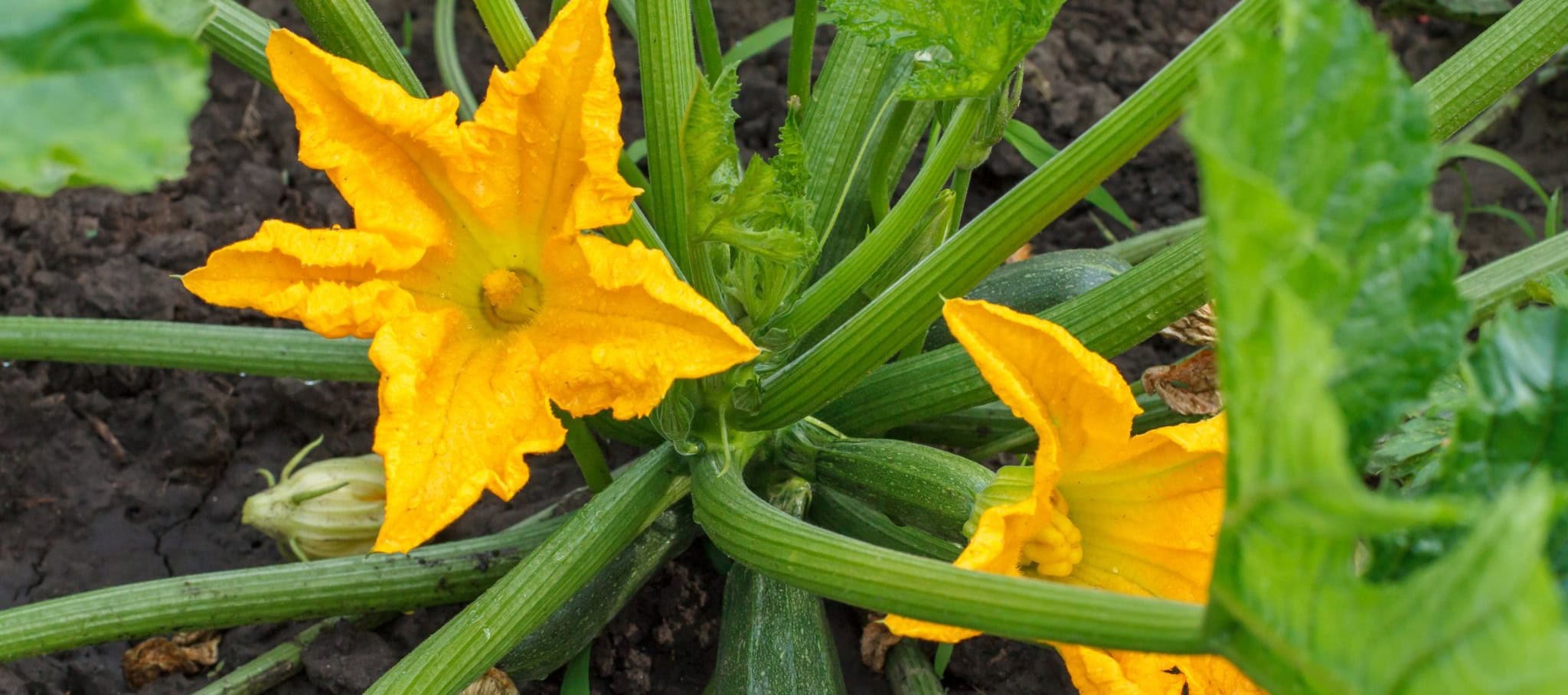 You are currently viewing Spring Planting Guide